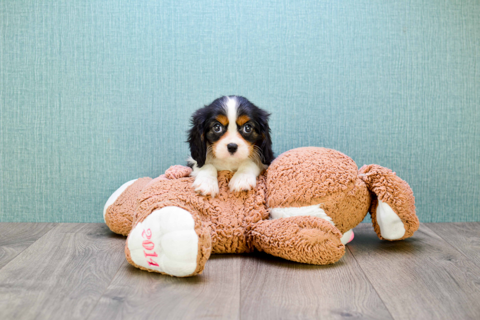 Popular Cavalier King Charles Spaniel Baby