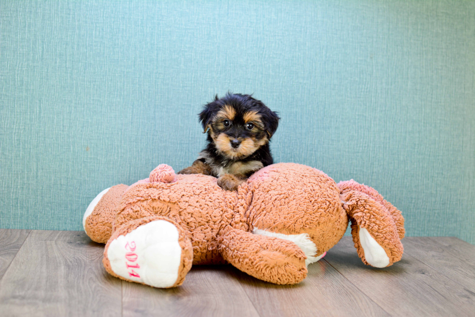 Morkie Pup Being Cute