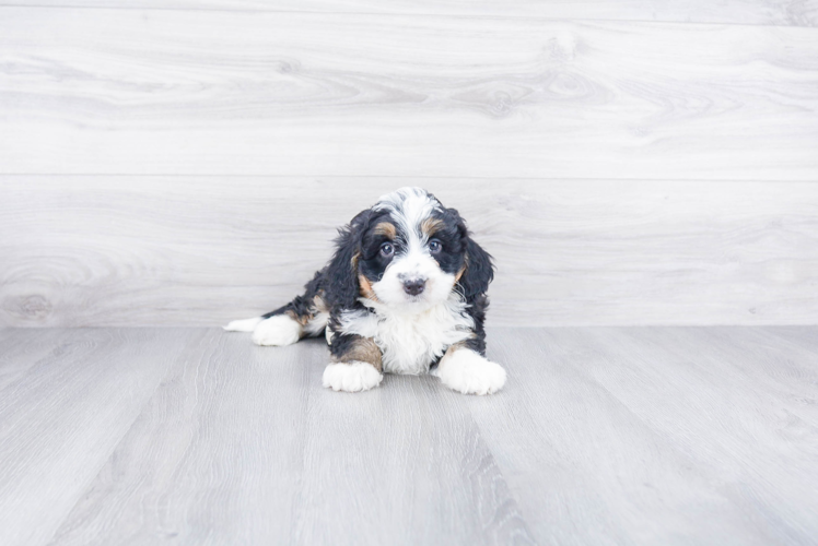 Energetic Mini Berniedoodle Poodle Mix Puppy