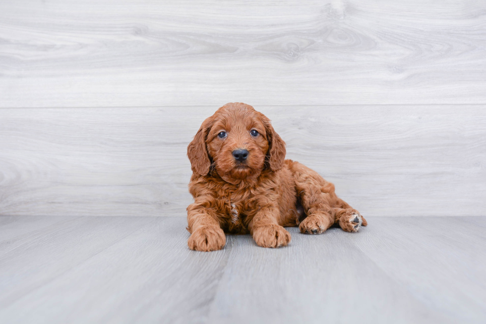 Hypoallergenic Golden Retriever Poodle Mix Puppy