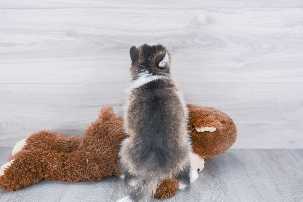 Friendly Pomsky Baby