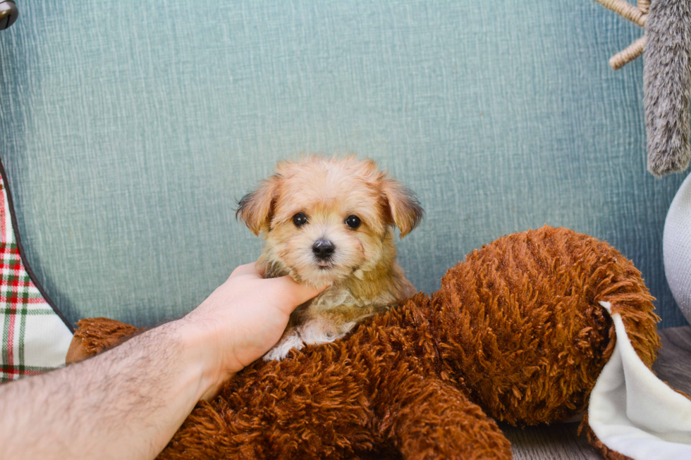 Fluffy Morkie Designer Pup