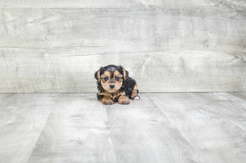 Happy Yorkie Poo Baby