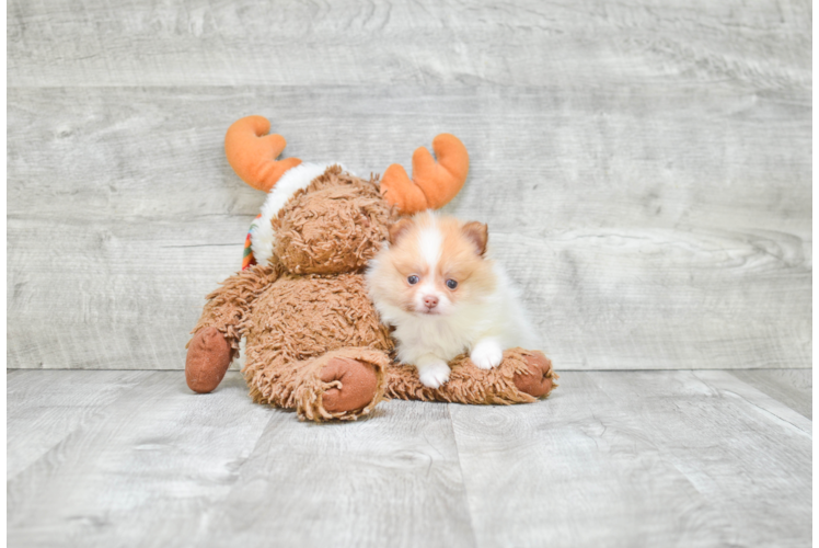 Pomeranian Puppy for Adoption