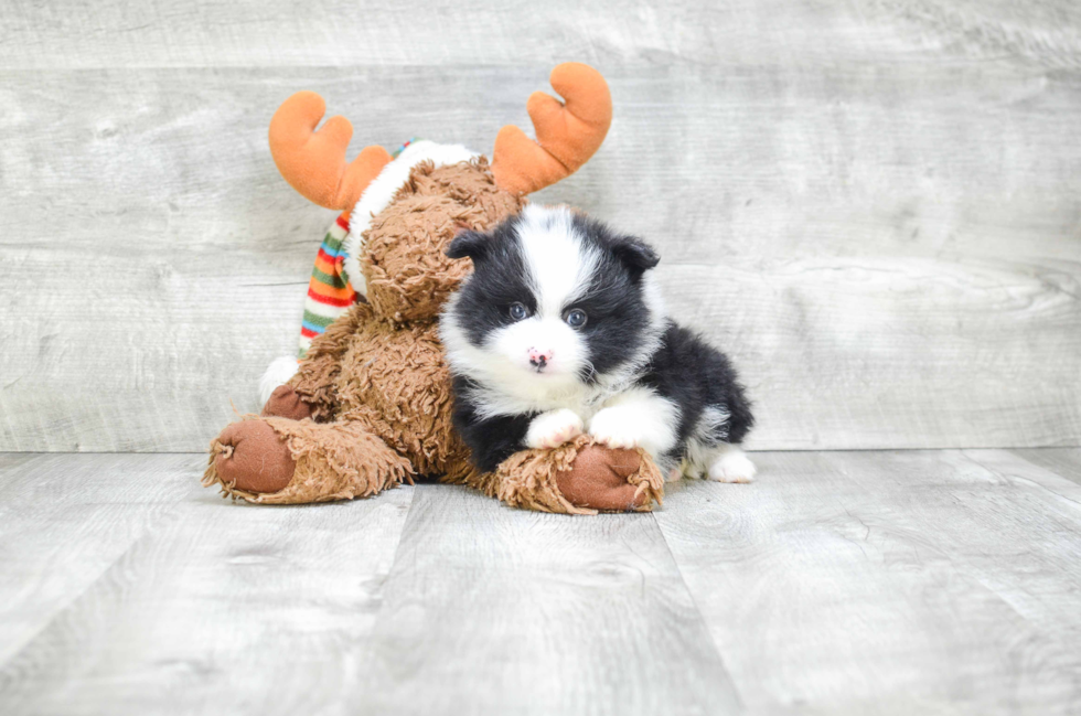 Akc Registered Pomeranian Baby