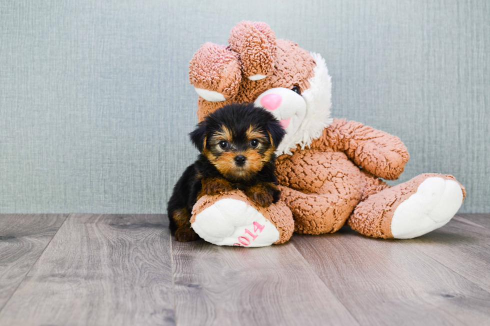 Meet Izzie - our Yorkshire Terrier Puppy Photo 