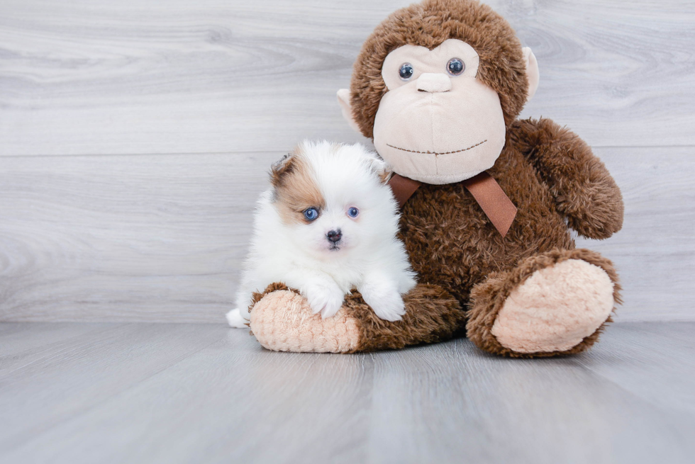 Best Pomeranian Baby