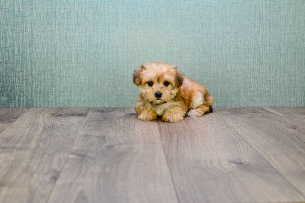 Morkie Puppy for Adoption