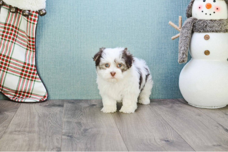 Havanese Puppy for Adoption