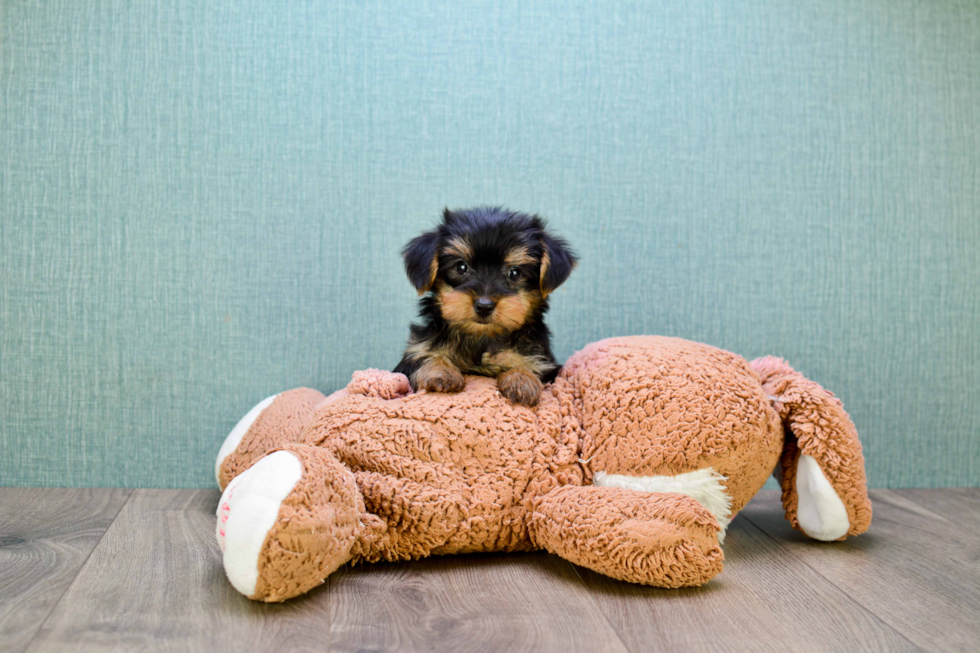 Meet Bella - our Yorkshire Terrier Puppy Photo 