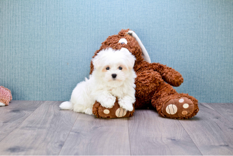 Akc Registered Maltese Purebred Pup