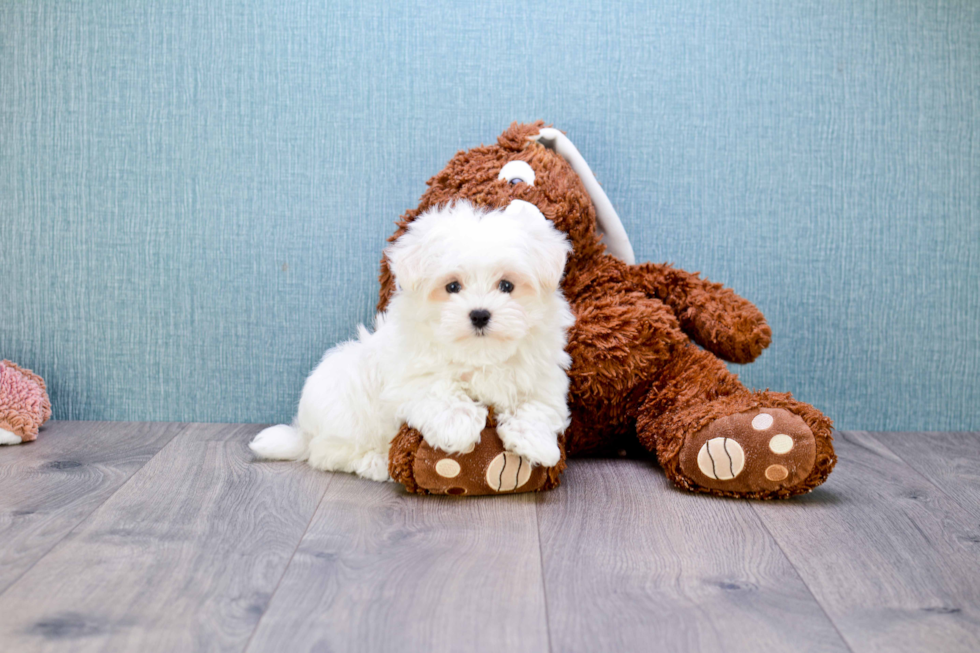 Akc Registered Maltese Purebred Pup