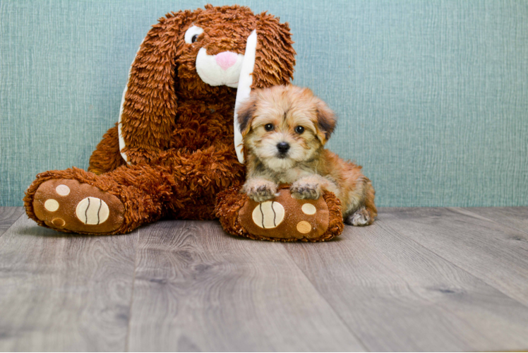 Morkie Pup Being Cute