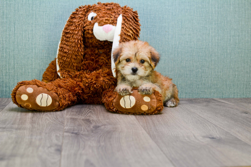 Morkie Pup Being Cute