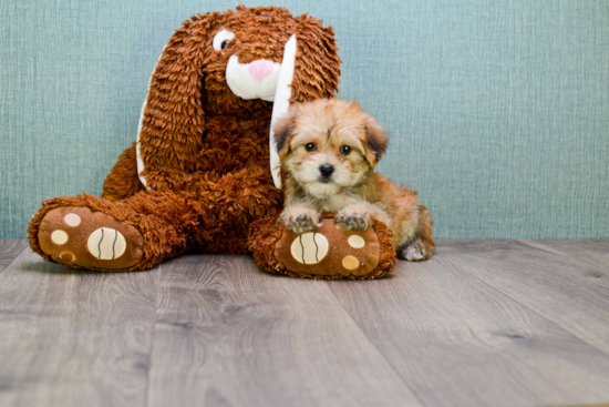 Morkie Pup Being Cute