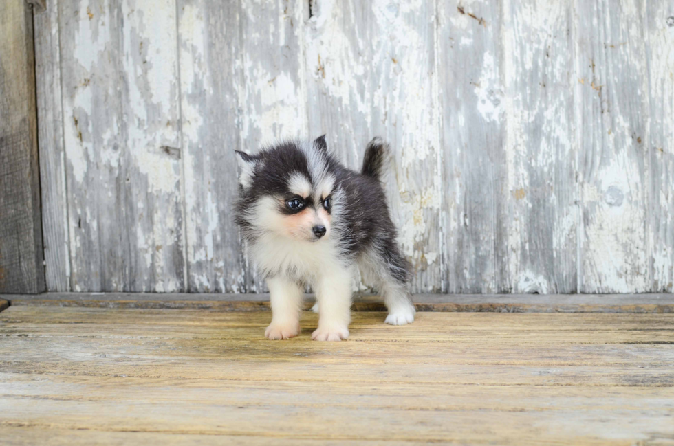 Funny Pomsky Designer Pup