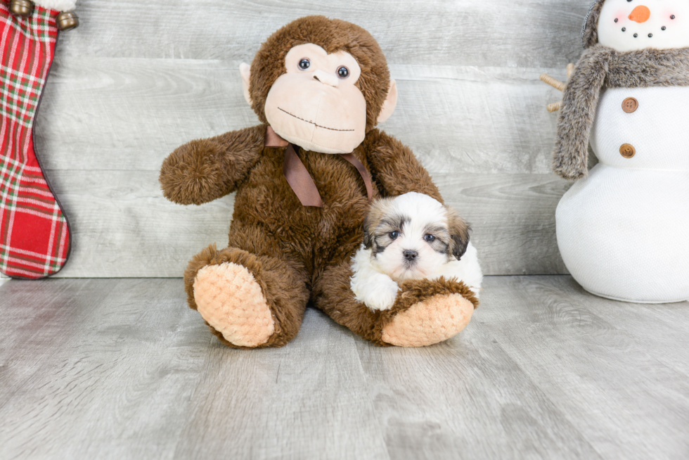 Best Teddy Bear Baby