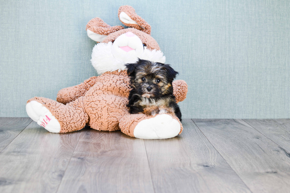 Morkie Pup Being Cute