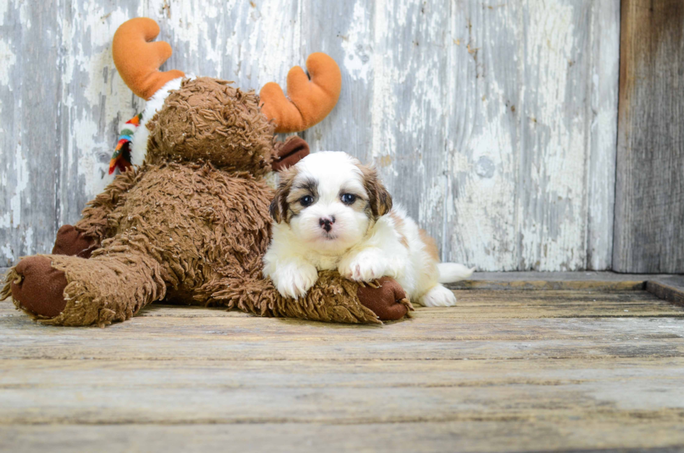 Petite Teddy Bear Designer Pup
