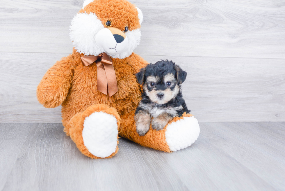 Morkie Puppy for Adoption