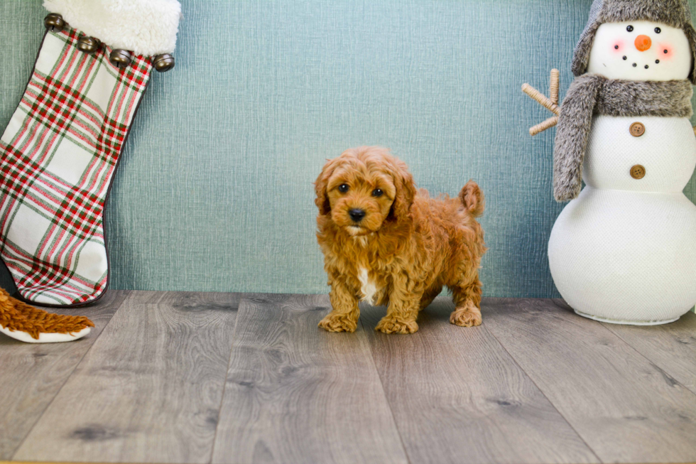 Petite Mini Goldendoodle Poodle Mix Pup