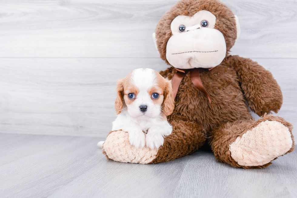 Small Cavalier King Charles Spaniel Baby