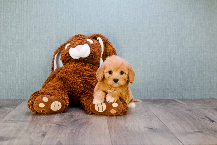 Adorable Cavoodle Poodle Mix Puppy