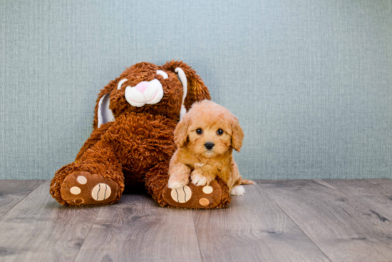 Adorable Cavoodle Poodle Mix Puppy