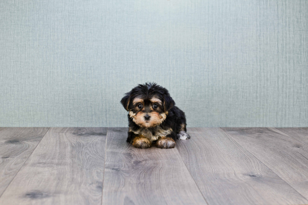 Best Morkie Baby