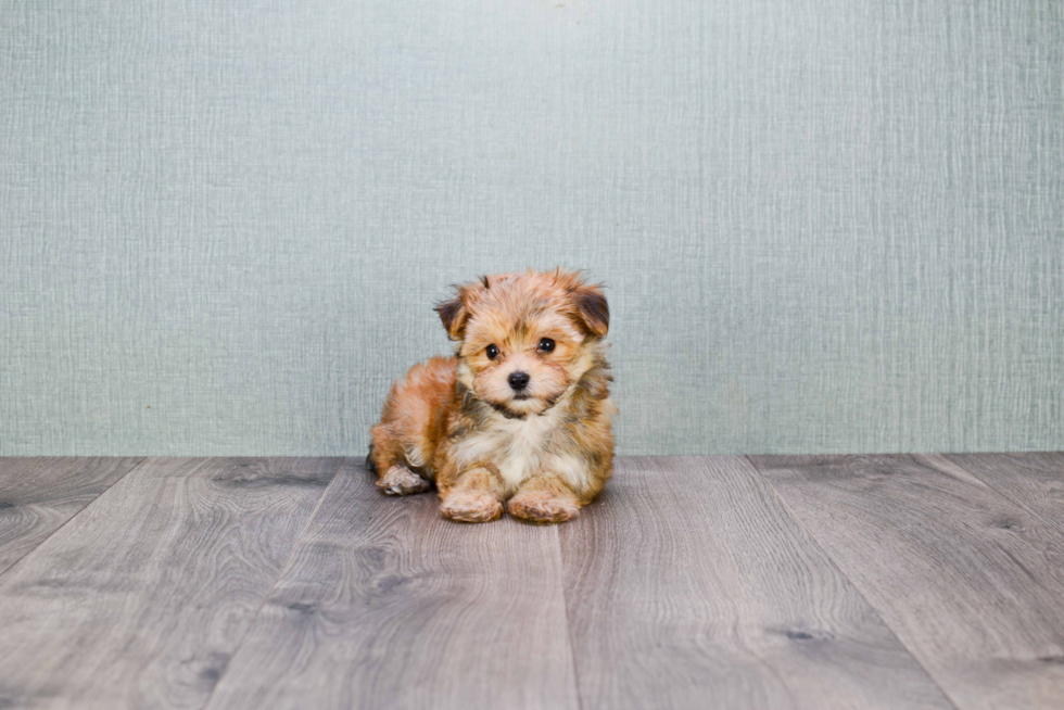 Small Morkie Baby