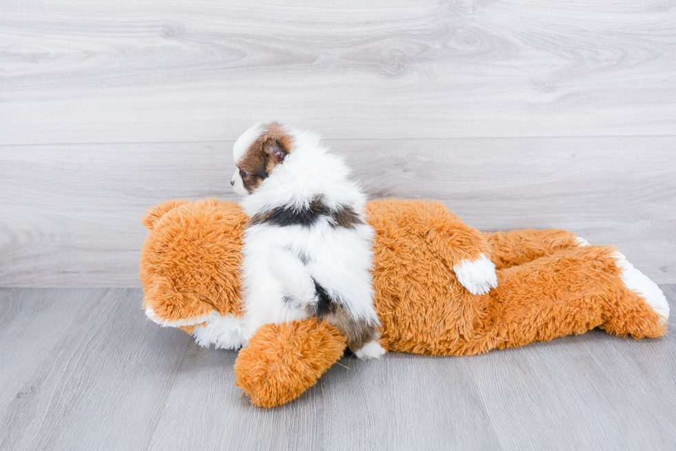 Pomeranian Puppy for Adoption