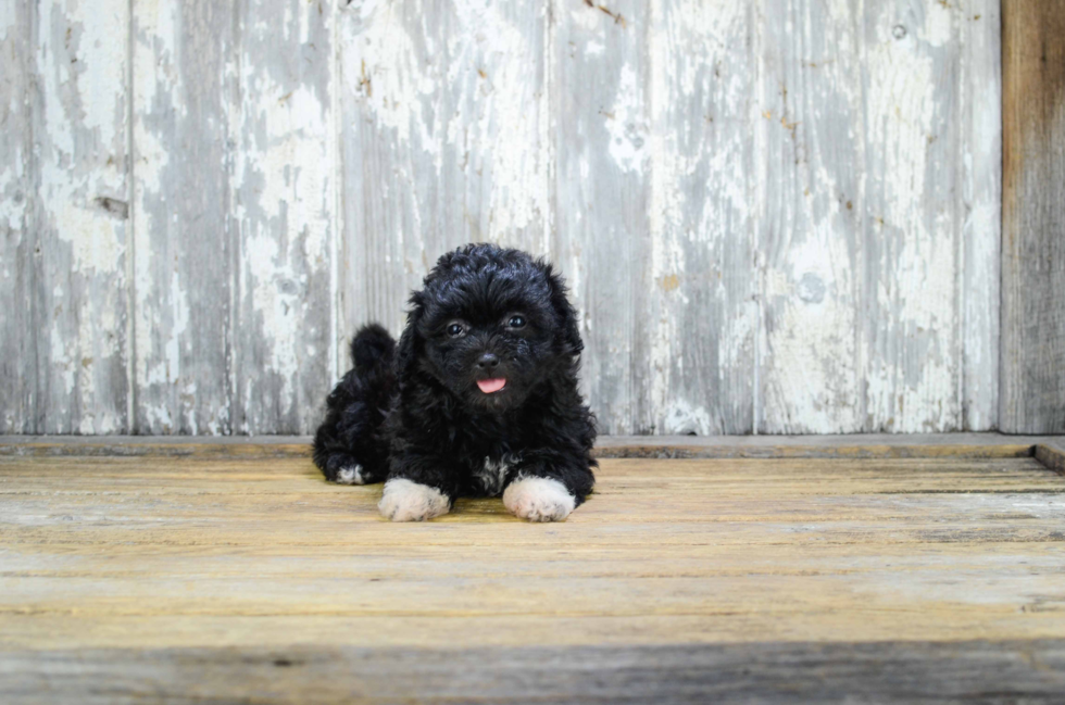 Sweet Teddy Bear Baby