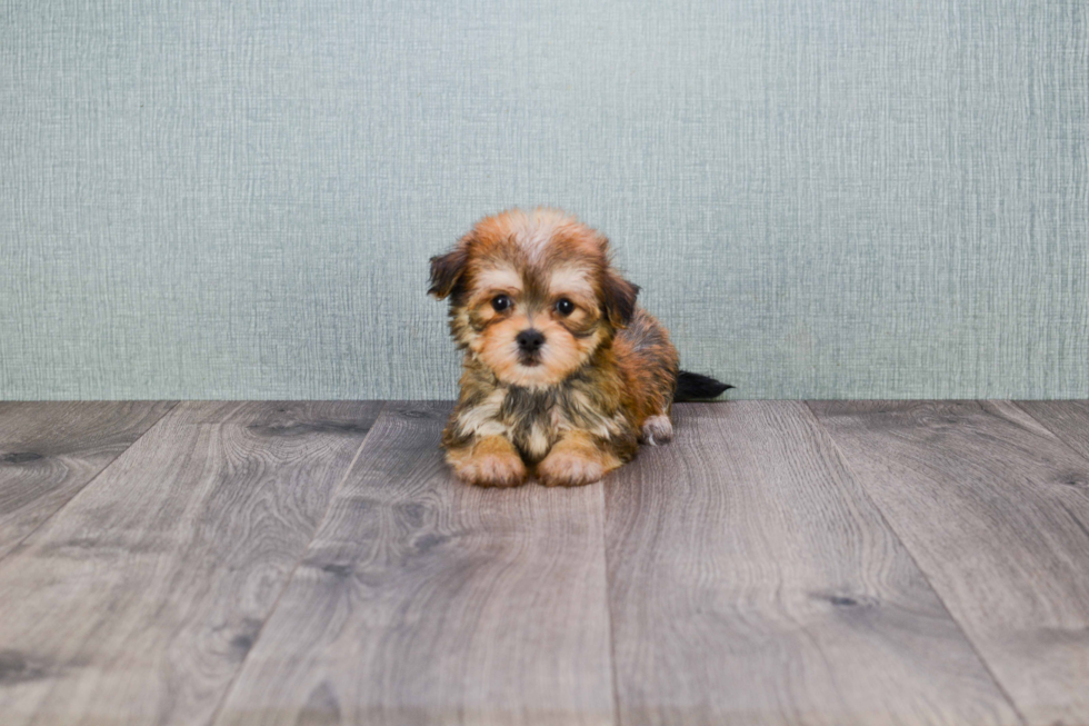 Hypoallergenic Yorkie Designer Puppy
