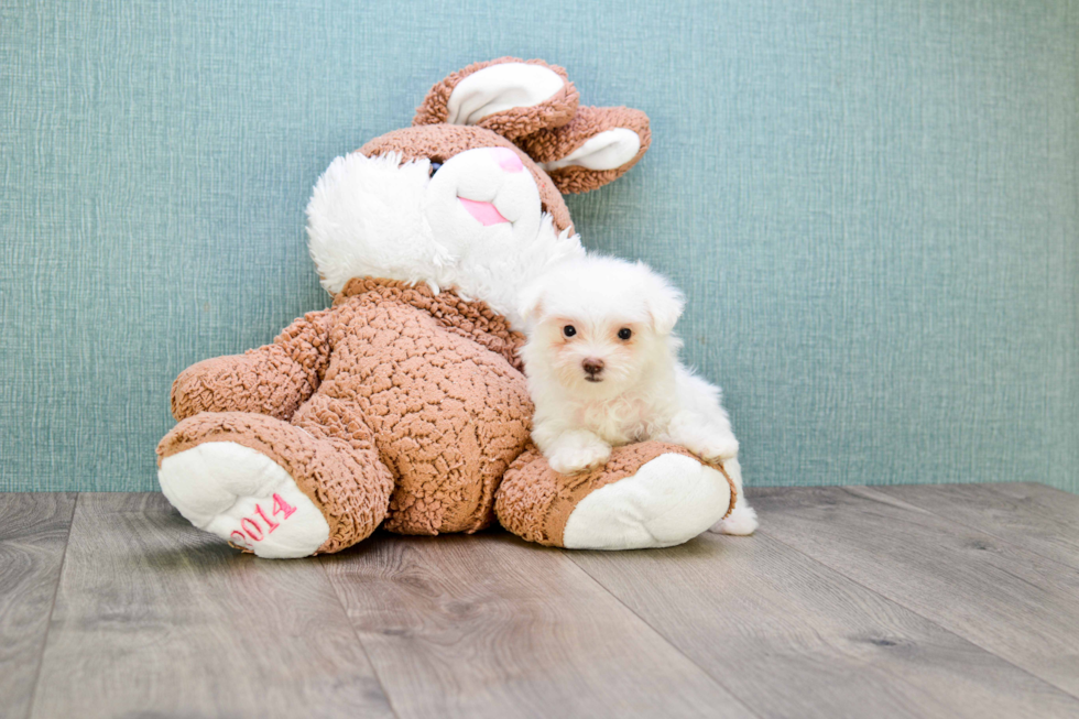 Adorable Maltese Poodle Poodle Mix Puppy