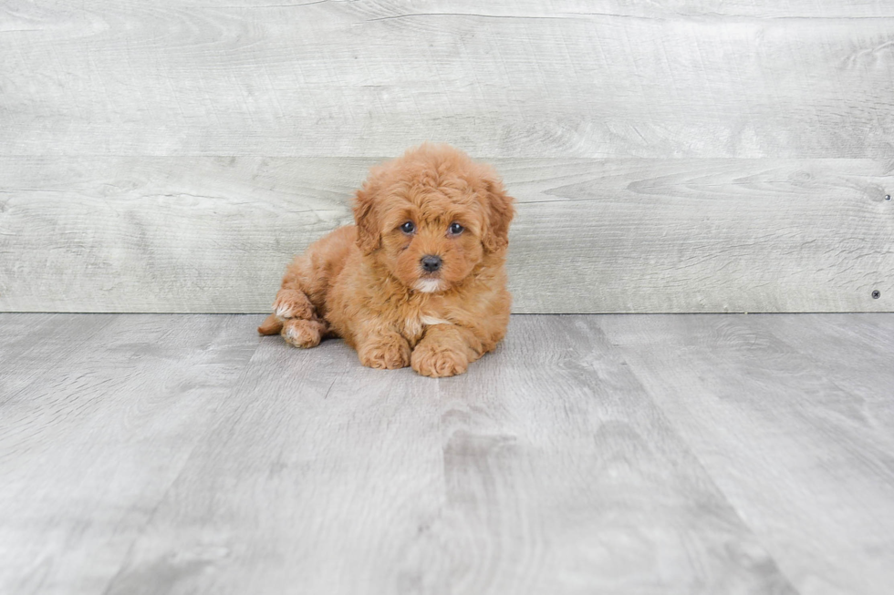 Adorable Cavoodle Poodle Mix Puppy