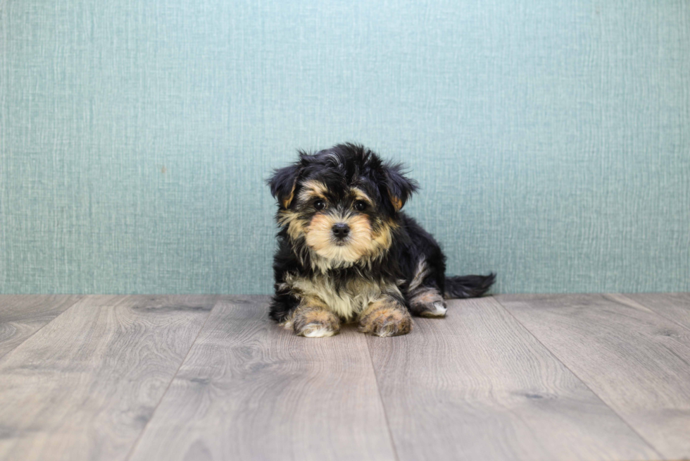 Little Yorkie Designer Puppy
