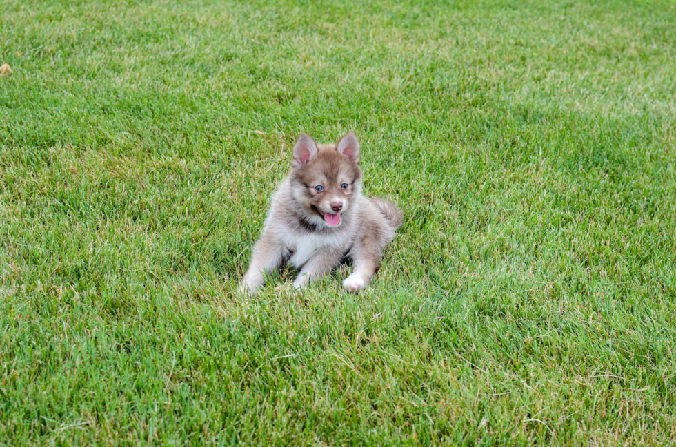Best Pomsky Baby