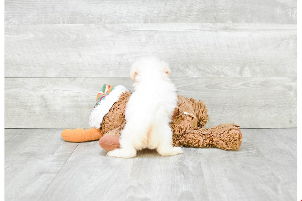 Cute Teddy Bear Baby