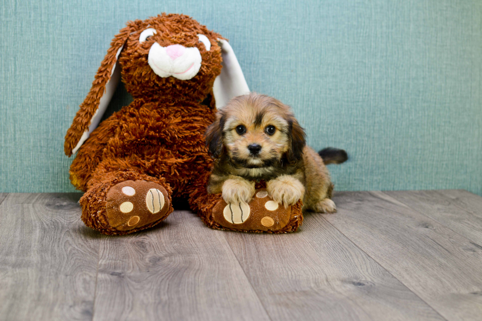 Cavachon Pup Being Cute