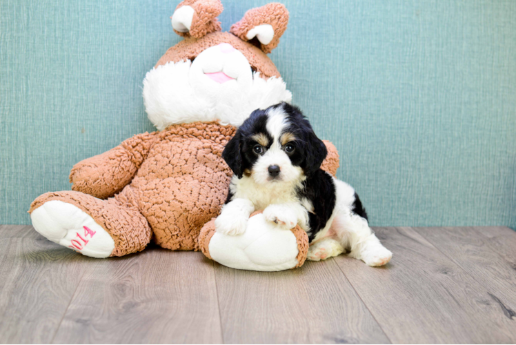 Small Cavachon Baby
