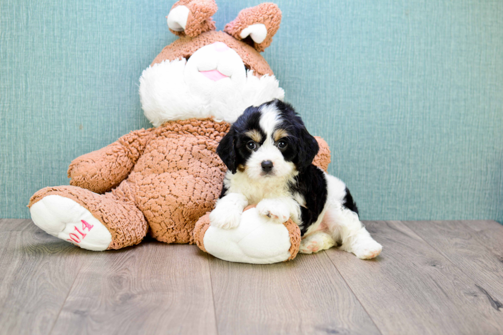 Small Cavachon Baby
