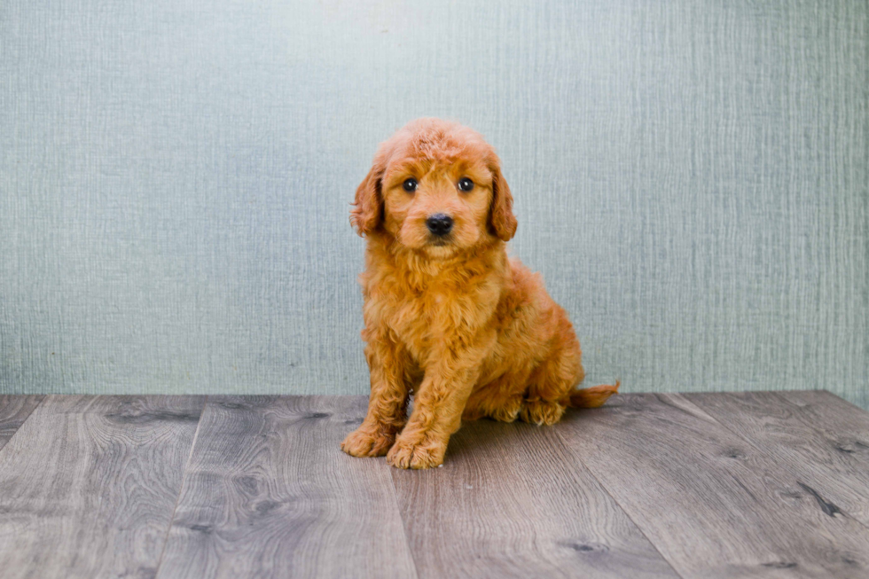 Best Mini Goldendoodle Baby