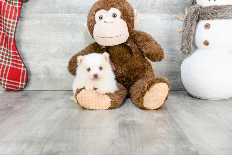 Pomeranian Pup Being Cute