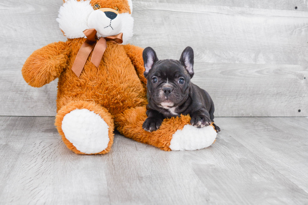 Best French Bulldog Baby