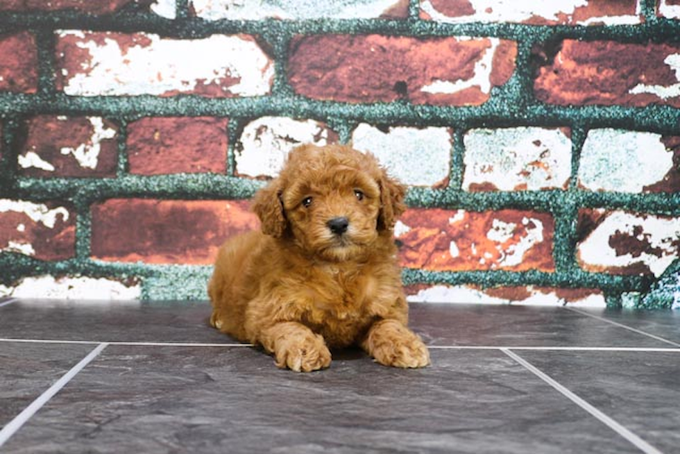 Mini Goldendoodle Puppy for Adoption