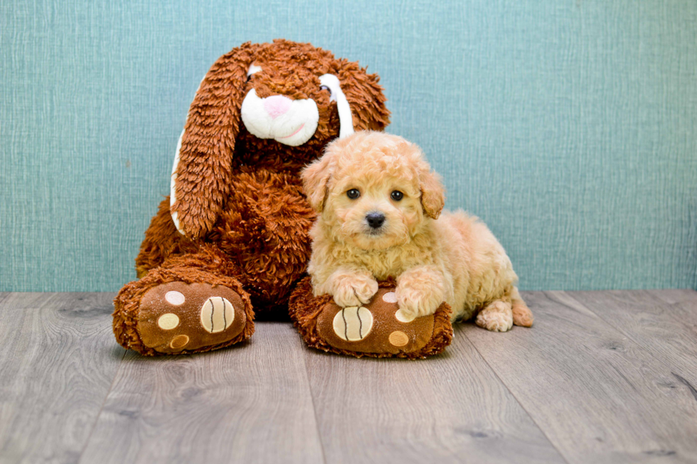 Cavapoo Puppy for Adoption