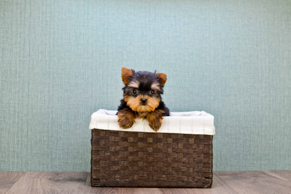 Meet Miss Perfection - our Yorkshire Terrier Puppy Photo 