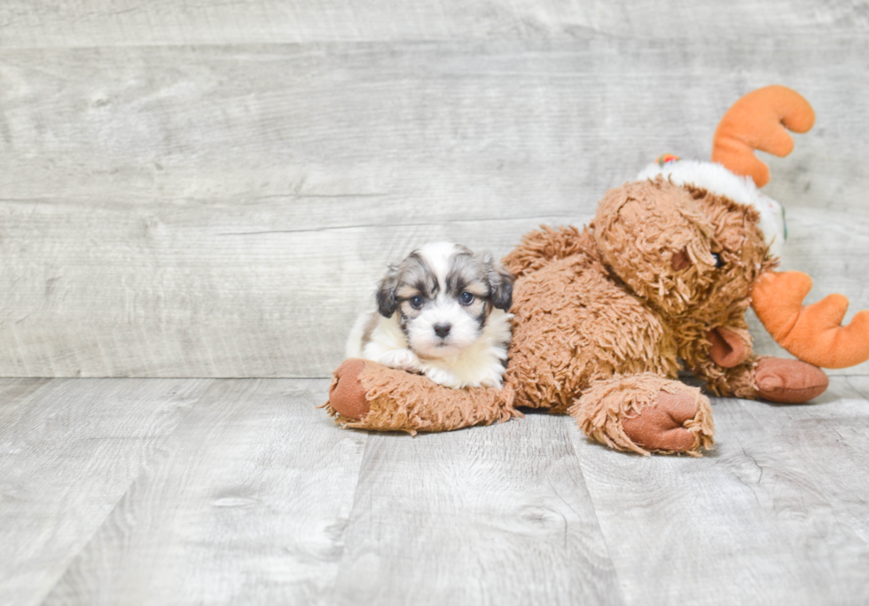 Teddy Bear Puppy for Adoption