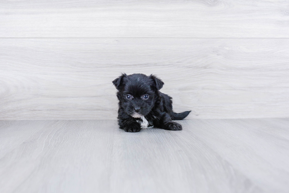 Morkie Pup Being Cute