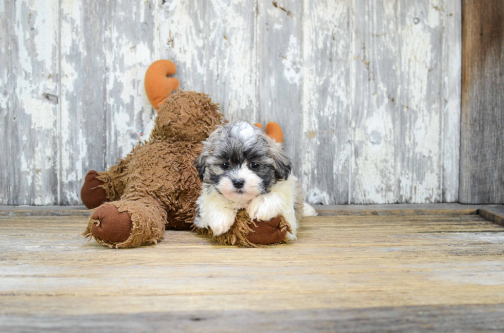 Funny Teddy Bear Designer Pup